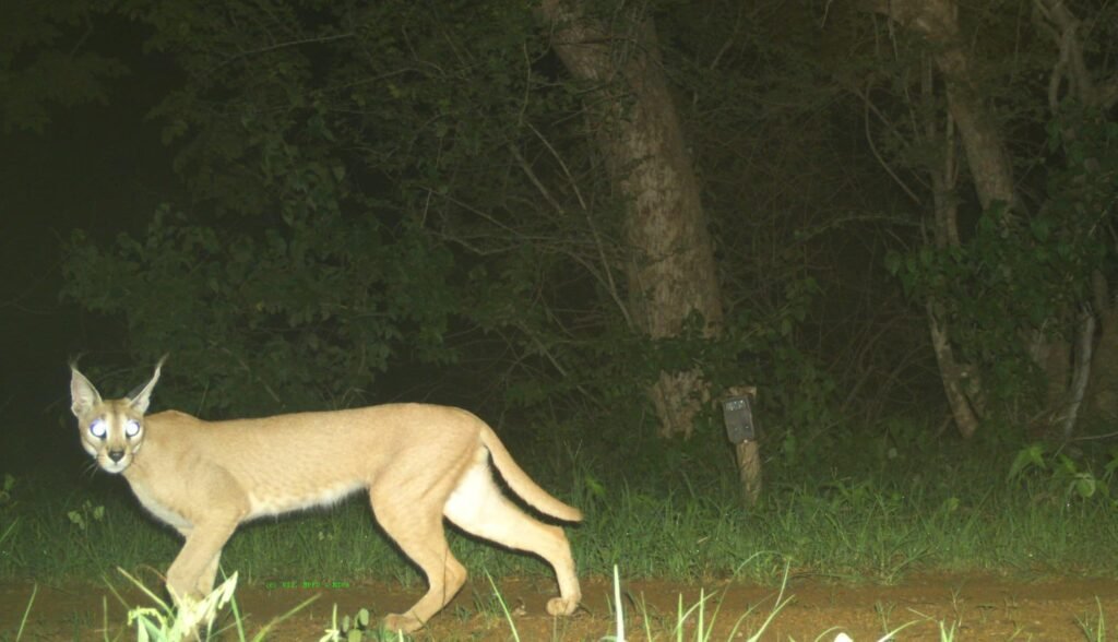 मध्य प्रदेश के गांधी सागर में 20 साल बाद दिखा दुर्लभ कैराकल