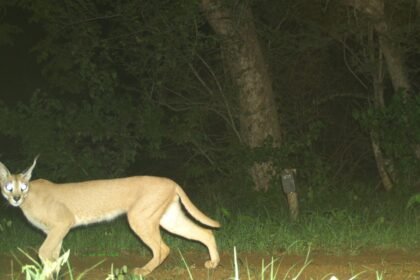 मध्य प्रदेश के गांधी सागर में 20 साल बाद दिखा दुर्लभ कैराकल