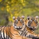 International tiger smuggler sentenced to 5 years in prison