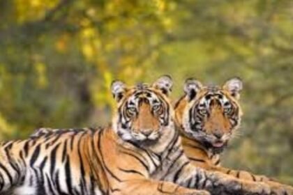 International tiger smuggler sentenced to 5 years in prison