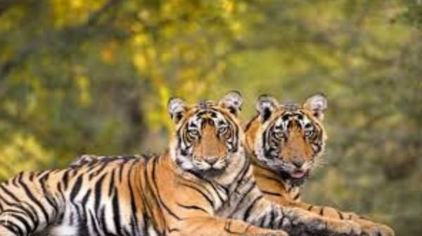International tiger smuggler sentenced to 5 years in prison