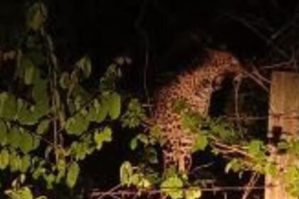 Leopard attacks Kodejunga colony, people in panic