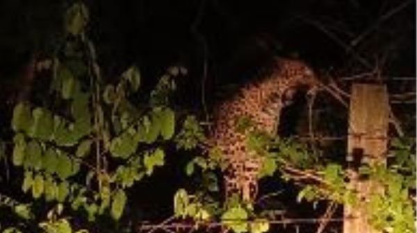 Leopard attacks Kodejunga colony, people in panic