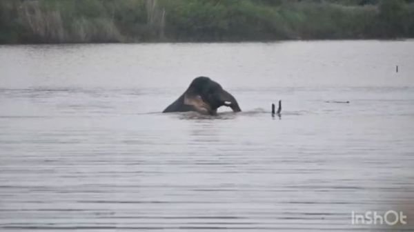 Surajpur: Ganeshpur became an example of friendship, not conflict; photo of elephants having fun in water goes viral
