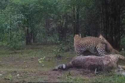 Gariaband: Leopard captured on camera with its cubs
