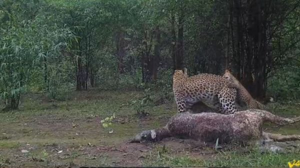 Gariaband: Leopard captured on camera with its cubs