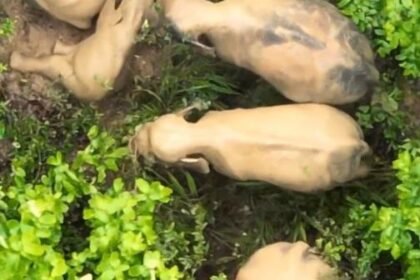 Raigarh: 'Baby Elephant's Fun', group of elephants immersed in fun after rain