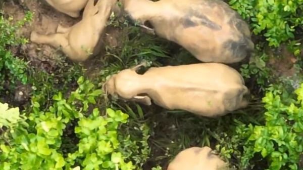 Raigarh: 'Baby Elephant's Fun', group of elephants immersed in fun after rain