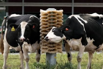 नॉन वेज मिल्क: क्या आप मांस मिला दूध पी रहे हैं? अमेरिका से जुड़ा चौंकाने वाला सच!