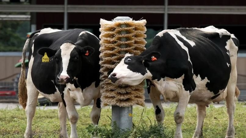 नॉन वेज मिल्क: क्या आप मांस मिला दूध पी रहे हैं? अमेरिका से जुड़ा चौंकाने वाला सच!