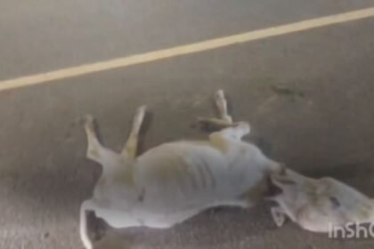 Bemetara: Cattle sitting on the road were trampled, villagers furious