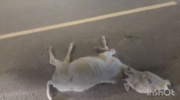 Bemetara: Cattle sitting on the road were trampled, villagers furious