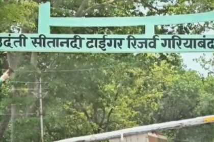 Illegal grazing of more than 4000 sheep and goats in Udanti-Sitanadi Tiger Reserve