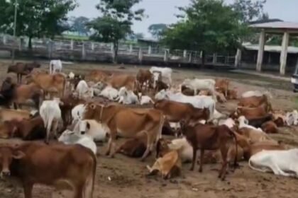 Dhamtari: 22 cattle stolen from Kanj House, panic in Municipal Corporation