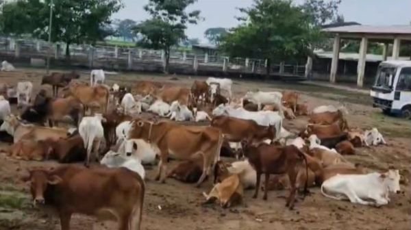 Dhamtari: 22 cattle stolen from Kanj House, panic in Municipal Corporation