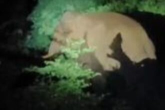 Raigarh: Two tusker elephants suddenly appeared on the road