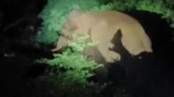 Raigarh: Two tusker elephants suddenly appeared on the road