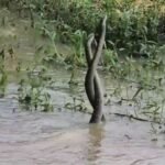 Amazing view of a pair of snakes seen in flowing water in Dhamtari, people were surprised