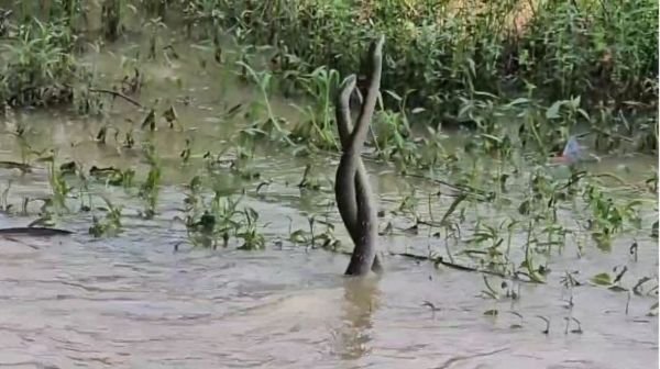 Amazing view of a pair of snakes seen in flowing water in Dhamtari, people were surprised