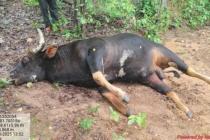 Lormi: Suspicious death of wild bison causes commotion