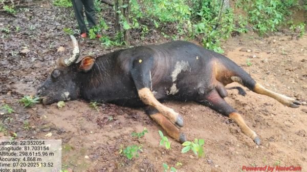 Lormi: Suspicious death of wild bison causes commotion