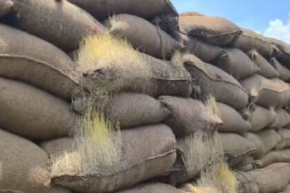 Ramanujganj: Due to negligence of Gamhariya paddy collection center, paddy worth lakhs wasted