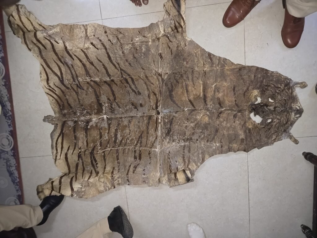 Tiger skin found in Tribal Assistant Commissioner's house during EOW raid, Forest Department is investigating