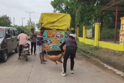 Nagar Parishad's campaign in Anjad, 66 stray dogs were caught and released outside