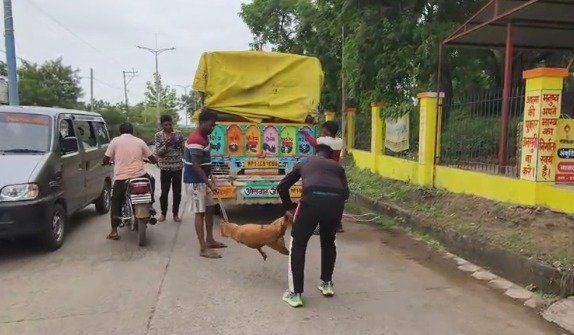 Nagar Parishad's campaign in Anjad, 66 stray dogs were caught and released outside