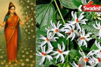 why-parvati-loves-harsingar-flower