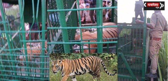 Man-eating tigress finally caged, terror in the area comes to an end