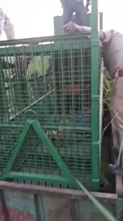 Man-eating tigress finally caged, terror in the area comes to an end