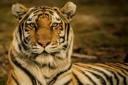 पहली बार भारत दूसरे देश में बसाएगा बाघ, कंबोडिया के साथ ऐतिहासिक समझौता