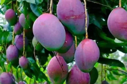 हरियाणा फ्रूट फेस्टिवल में चमका दुनिया का सबसे महंगा आम मियाजाकी: कीमत 3 लाख/किलो, सेहत के लिए वरदान