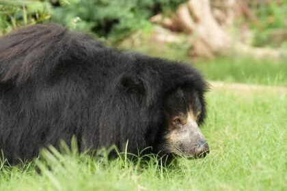 22 साल की आजादी का जश्न: भालू जैस्मीन ने तय किया दर्द से सुकून तक का सफर