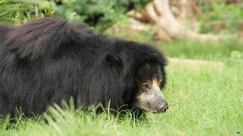 22 साल की आजादी का जश्न: भालू जैस्मीन ने तय किया दर्द से सुकून तक का सफर