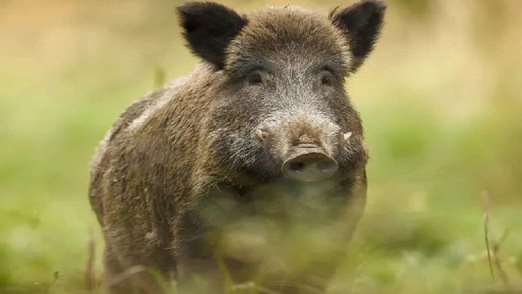 सुअर पकड़ने को लेकर युवक को पीटा