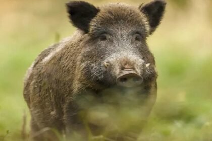 सुअर पकड़ने को लेकर युवक को पीटा