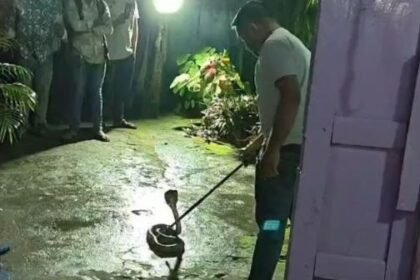 A giant cobra entered the house of a woman who was praying