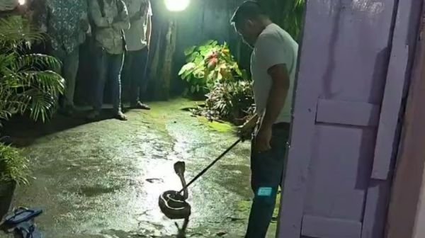 A giant cobra entered the house of a woman who was praying