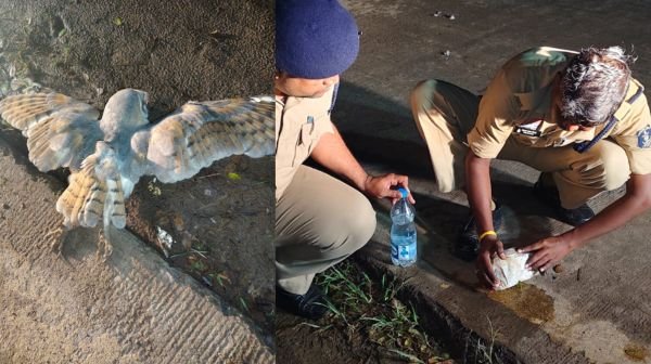 Janjgir-Champa: Police showed its human face by saving the life of an owl