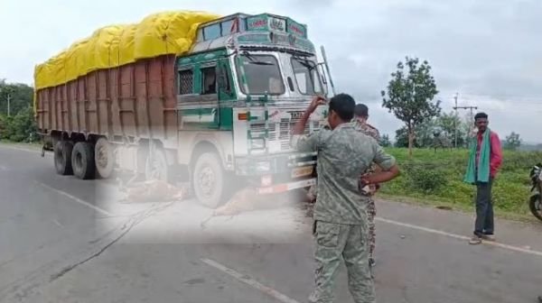 High speed truck wreaks havoc in Kawardha, 3 cattle die a painful death, 6 injured