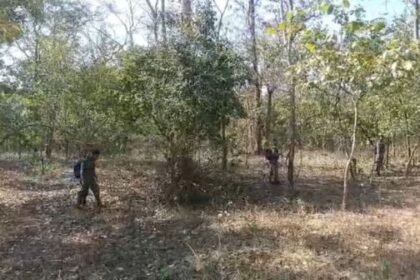 Bemetara: The risk of accidents is increasing due to cattle sitting on the road, administration is careless