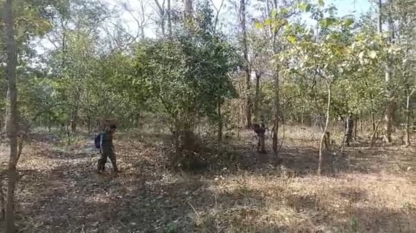 Bemetara: The risk of accidents is increasing due to cattle sitting on the road, administration is careless