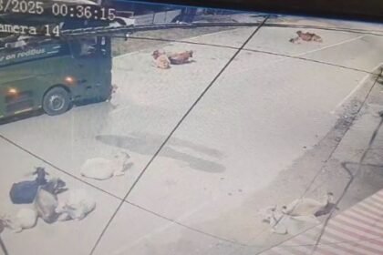 Kanker: Bus driver's negligence, ran over cattle sitting on the road - video goes viral