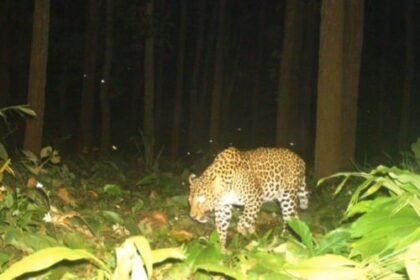 Gariaband: Leopard hunts cattle, pictures captured in trap camera