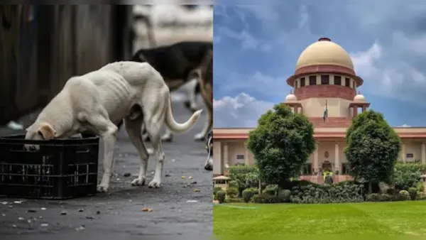 सुप्रीम कोर्ट का आवारा कुत्तों पर फैसला सुरक्षित; SG और सिब्बल की बहस