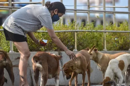 सार्वजनिक जगहों पर कुत्तों को खाना खिलाने पर बैन, सुप्रीम कोर्ट का बड़ा फैसला – जानें पूरी डिटेल