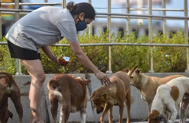 सार्वजनिक जगहों पर कुत्तों को खाना खिलाने पर बैन, सुप्रीम कोर्ट का बड़ा फैसला – जानें पूरी डिटेल