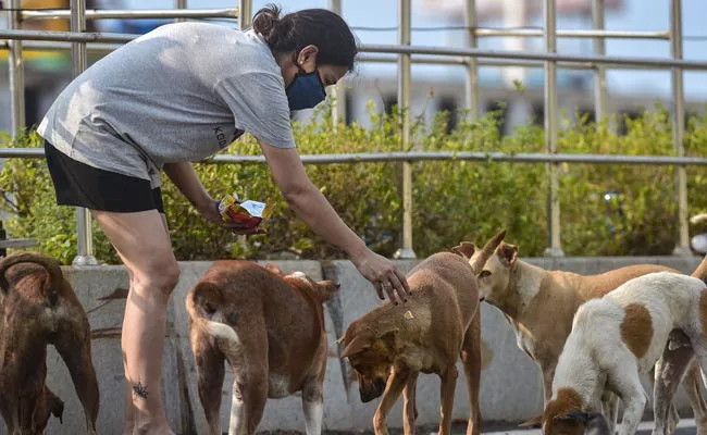 सार्वजनिक जगहों पर कुत्तों को खाना खिलाने पर बैन, सुप्रीम कोर्ट का बड़ा फैसला – जानें पूरी डिटेल
